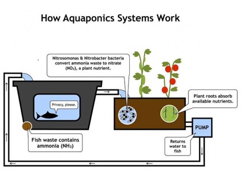 AQUAPONICS